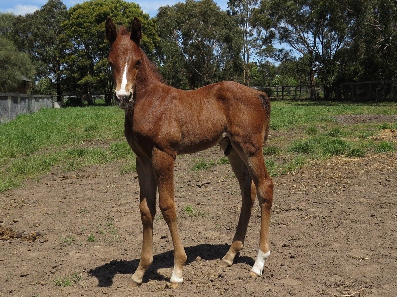 051 Lindy's High x Warmblood Stallion chc 20-10 7d